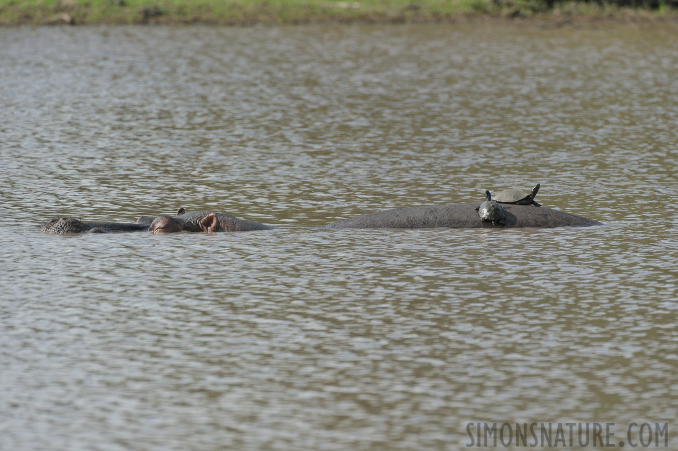 Hippopotamus amphibius capensis [490 mm, 1/3200 Sek. bei f / 8.0, ISO 1600]